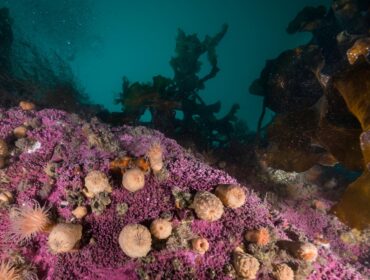 Cold water anemones and kelp underwater, northern Svalbard