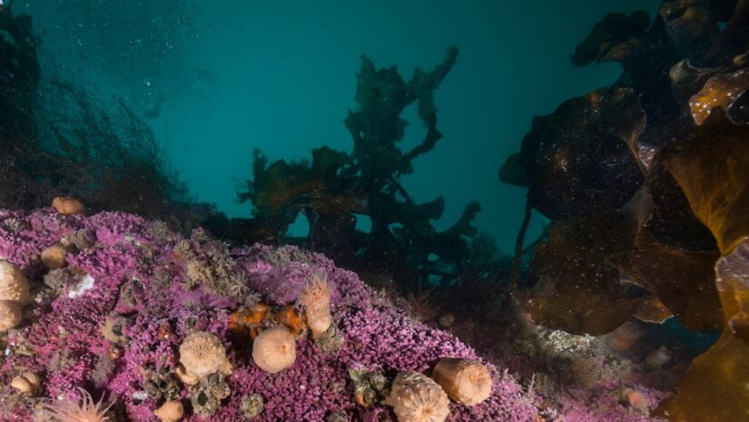 Cold water anemones and kelp underwater, northern Svalbard