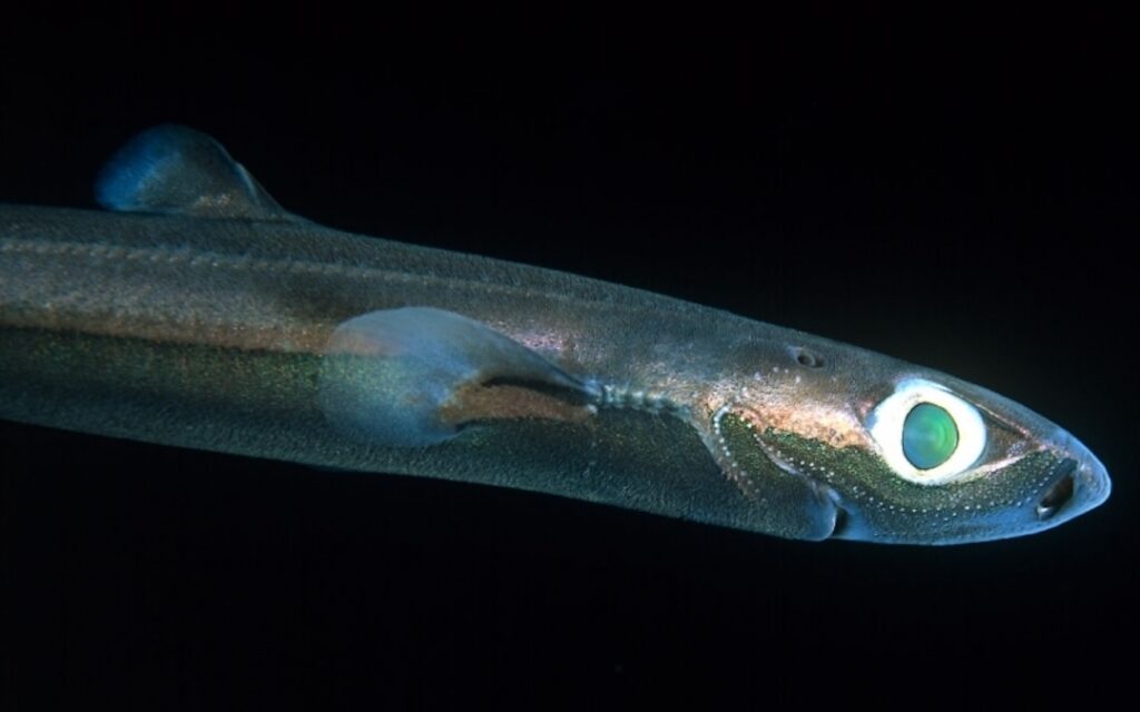 Dwarf Lanternshark (Etmopterus perryi)