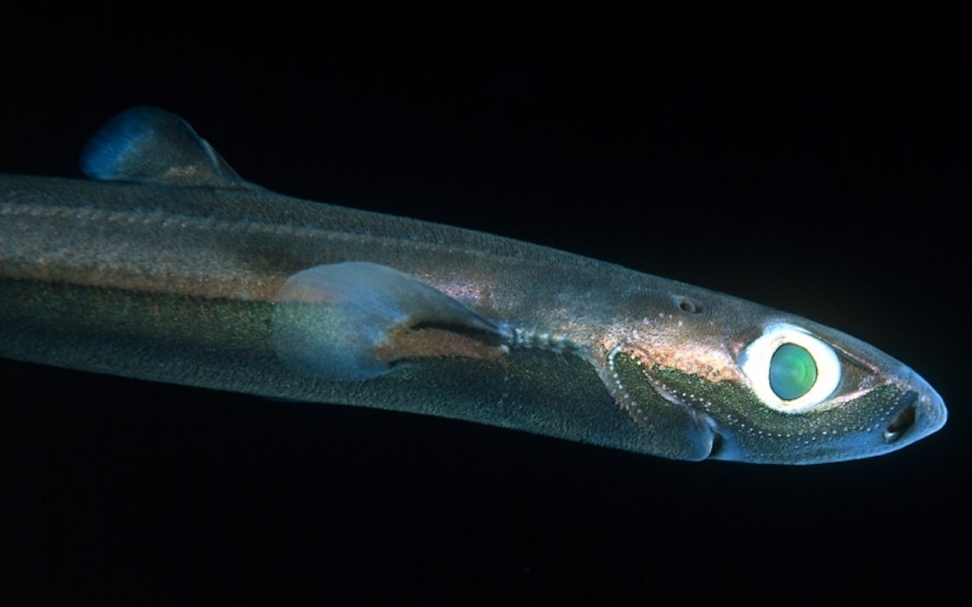 5 Smallest Shark Species: Tiny Predators of the Deep - Scuba.com