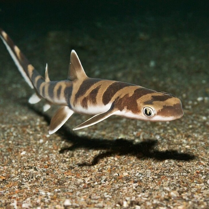 Pygmy Ribbontail Catshark (Eridacnis radcliffei)