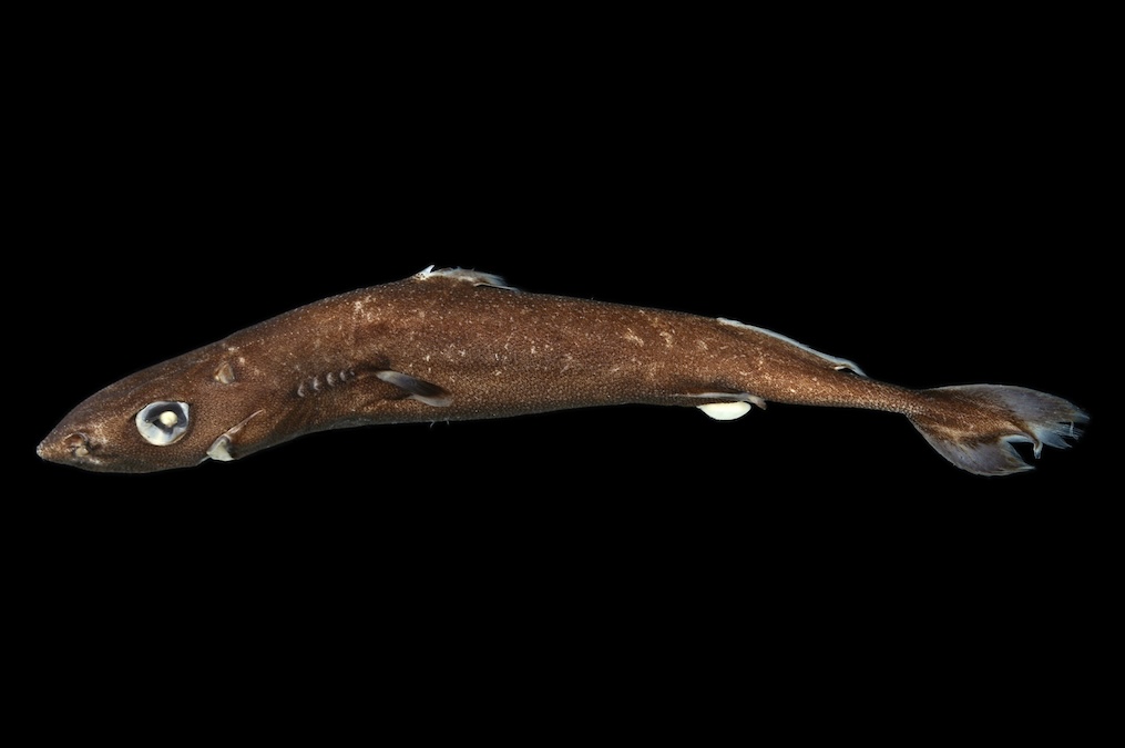Smalleye Pygmy Shark (Squaliolus aliae)