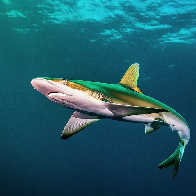 Green Lanternshark (Etmopterus virens)