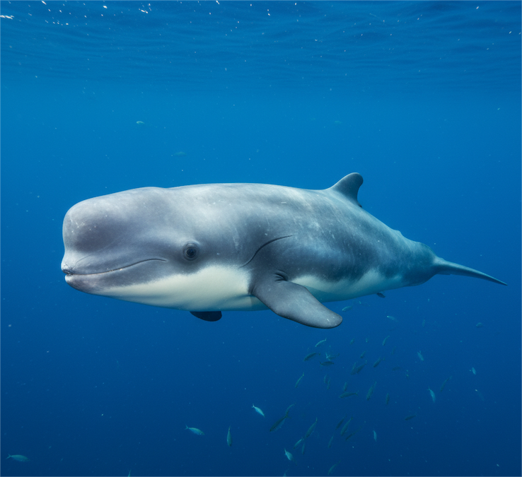 Pygmy Sperm Whale (Kogia breviceps)