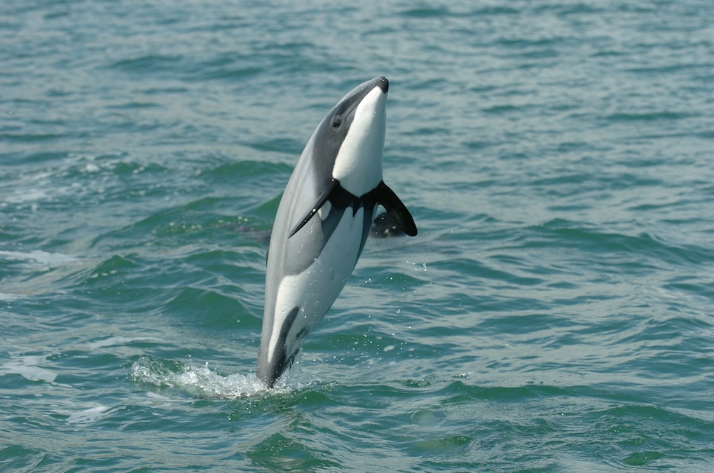 Hector’s Dolphin (Cephalorhynchus hectori)