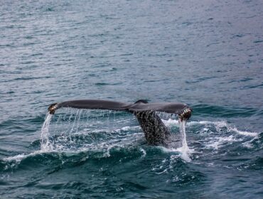 A caudal fin tail of a large fish in the water