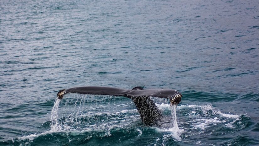 A caudal fin tail of a large fish in the water