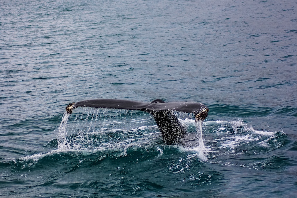 A caudal fin tail of a large fish in the water