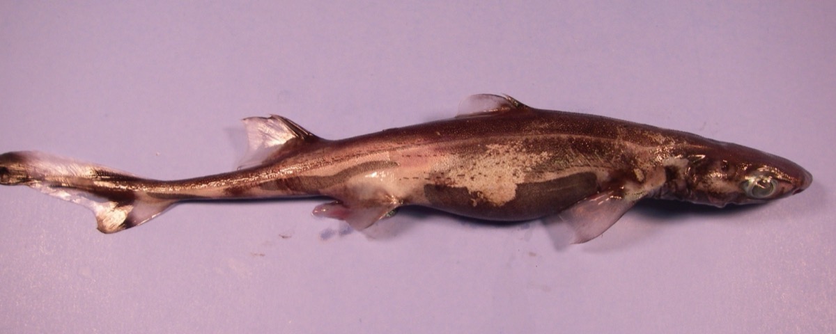 Green Lanternshark (Etmopterus virens)