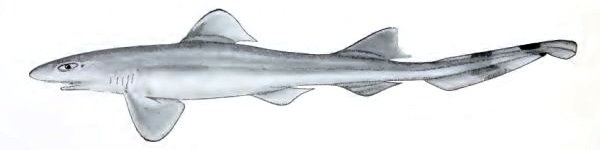 Pygmy Ribbontail Catshark (Eridacnis radcliffei)