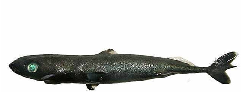 Spined Pygmy Shark (Squaliolus laticaudus)