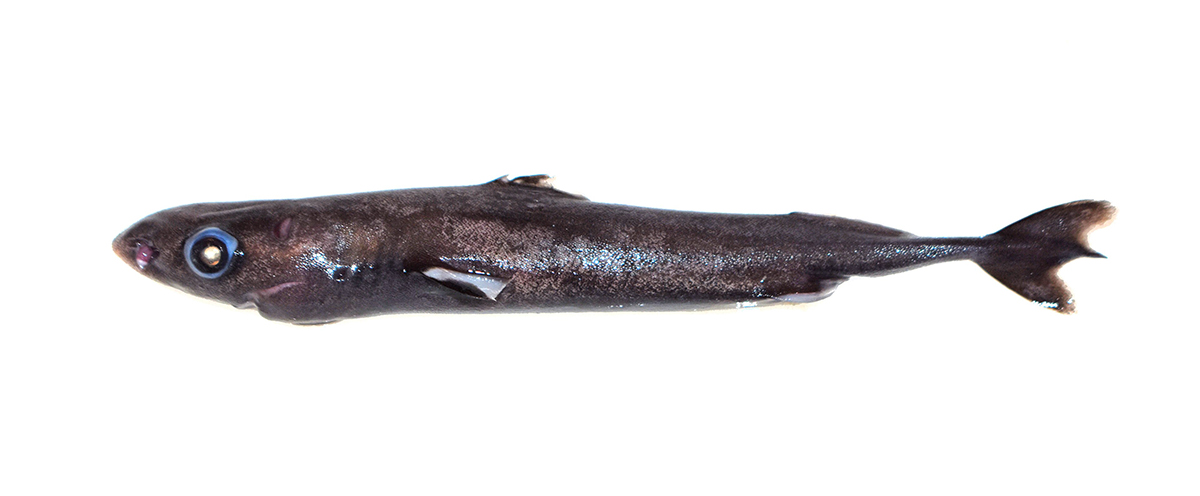 Smalleye Pygmy Shark (Squaliolus aliae)