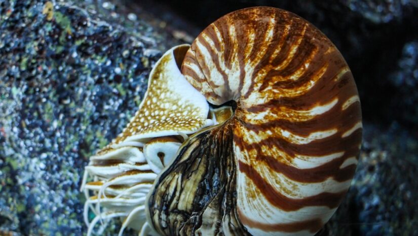 Nautilus Pompilius or Chambered Nautilus