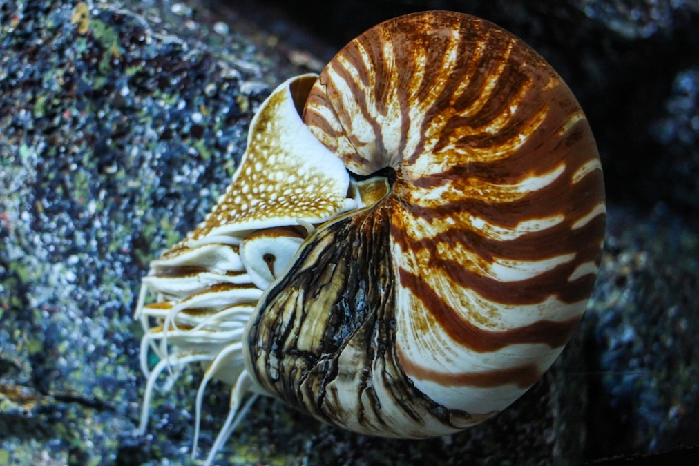 Nautilus Pompilius or Chambered Nautilus