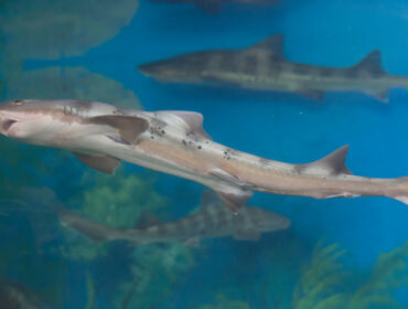 small sharks are swimming in an aquarium