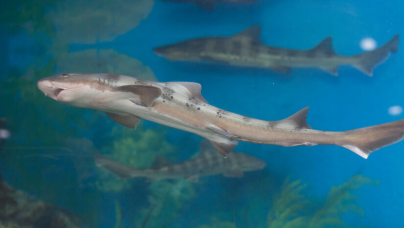small sharks are swimming in an aquarium