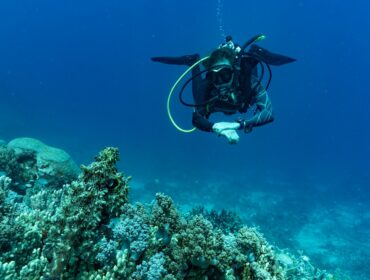 A scuba diver hovering just above a coral reef, looking directly at the camera, with a well-camouflaged octopus resting on the coral in the immediate foreground
