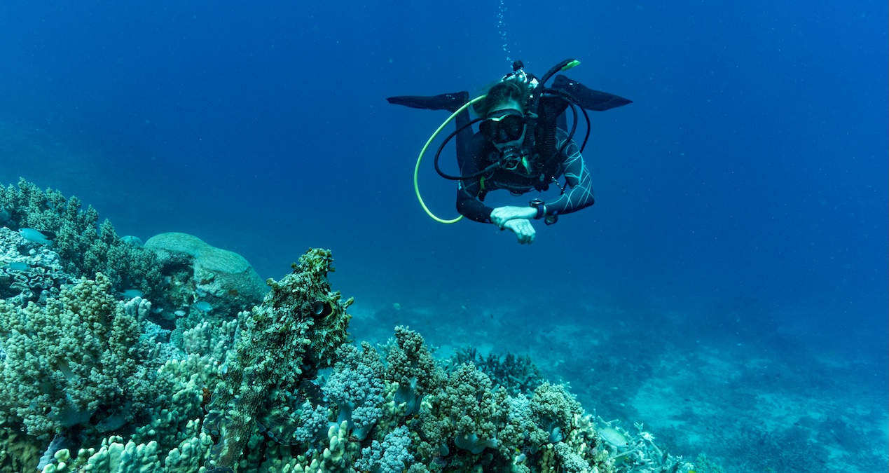 A scuba diver hovering just above a coral reef, looking directly at the camera, with a well-camouflaged octopus resting on the coral in the immediate foreground