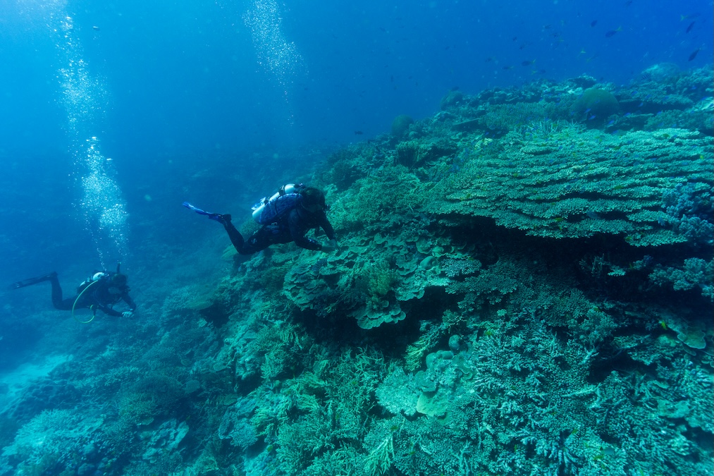Two scuba divers swimming horizontally alongside a large, highly textured coral reef in clear water