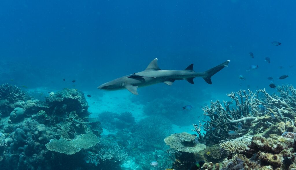 A whitetip reef shark with a remora attached to its side, swimming over a healthy coral reef alongside scattered small fish in clear blue water