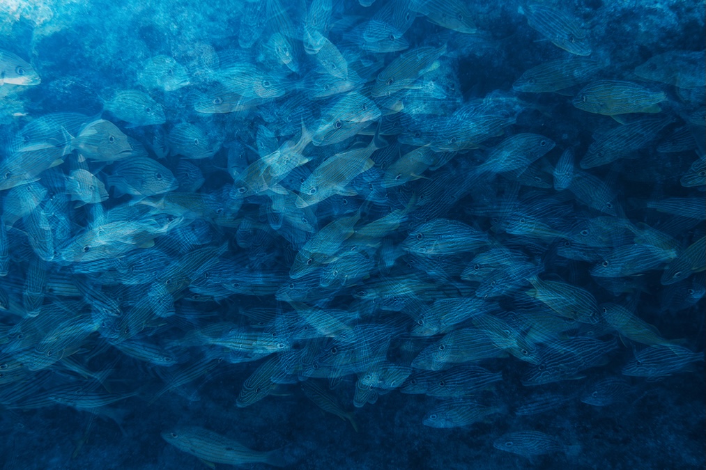A dense, tightly packed school of fish with subtle horizontal stripes swimming together in dim, dark blue water.