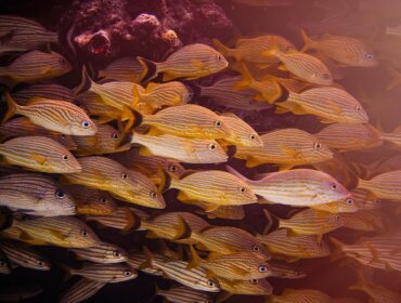 A close-up of a large school of yellow and white striped fish swimming tightly together near a dark reef, brightly illuminated by a warm, golden light.