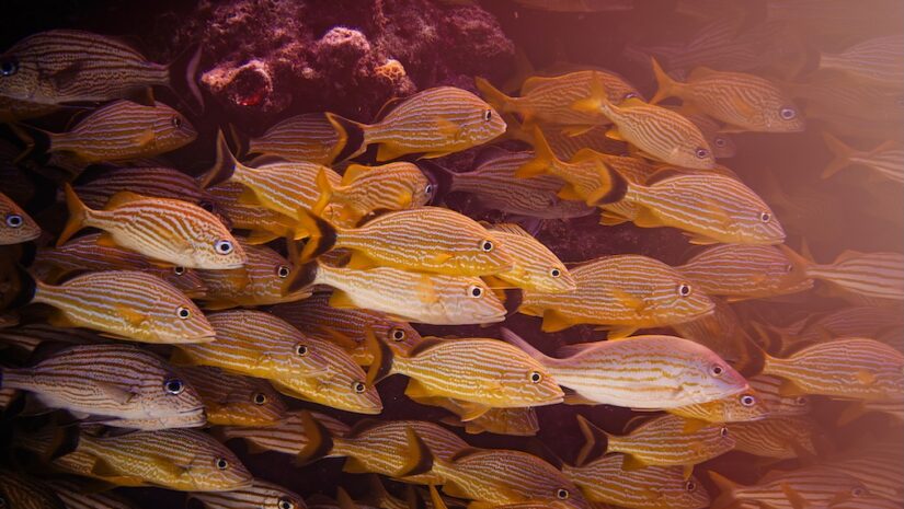 A close-up of a large school of yellow and white striped fish swimming tightly together near a dark reef, brightly illuminated by a warm, golden light.