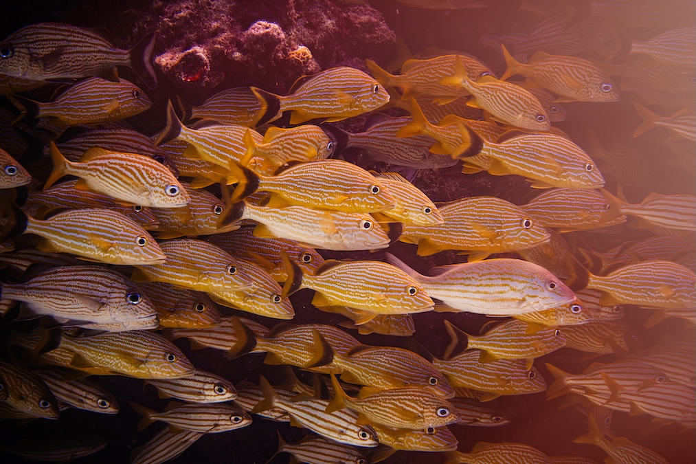 A close-up of a large school of yellow and white striped fish swimming tightly together near a dark reef, brightly illuminated by a warm, golden light.