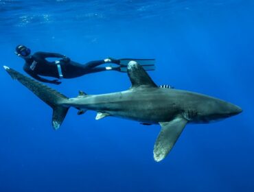 An oceanic whitetip shark, identifiable by its large, rounded, white-tipped dorsal and pectoral fins, swimming through deep blue water. A freediver in a black wetsuit and long fins is swimming parallel to the shark in the background