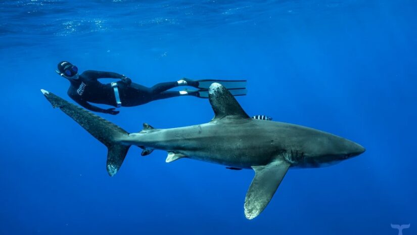 An oceanic whitetip shark, identifiable by its large, rounded, white-tipped dorsal and pectoral fins, swimming through deep blue water. A freediver in a black wetsuit and long fins is swimming parallel to the shark in the background