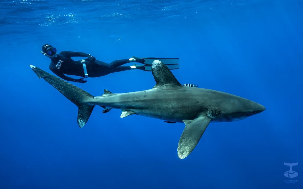 An oceanic whitetip shark, identifiable by its large, rounded, white-tipped dorsal and pectoral fins, swimming through deep blue water. A freediver in a black wetsuit and long fins is swimming parallel to the shark in the background
