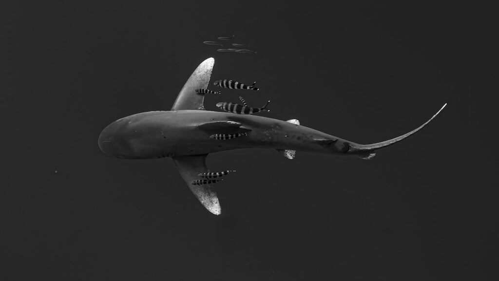 A black-and-white, top-down photograph of an oceanic whitetip shark. Several small, boldly striped pilot fish are swimming in tight formation directly above and alongside the shark's body and wide pectoral fins