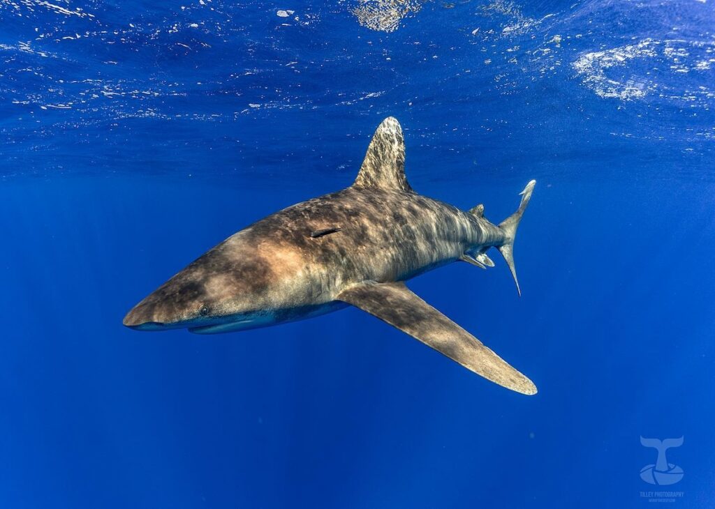 A close-up, side-profile shot of an oceanic whitetip shark swimming just below the rippling ocean surface. The shark's mottled skin and characteristic rounded, white-tipped dorsal fin are sharply captured against the vibrant, deep blue water
