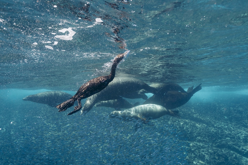 Diving seabird swimming underwater alongside sea lions through a dense school of fish