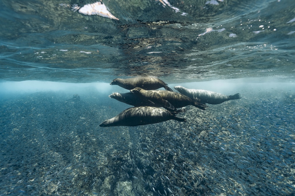 Group of sea lions swimming underwater surrounded by a massive school of silver fish