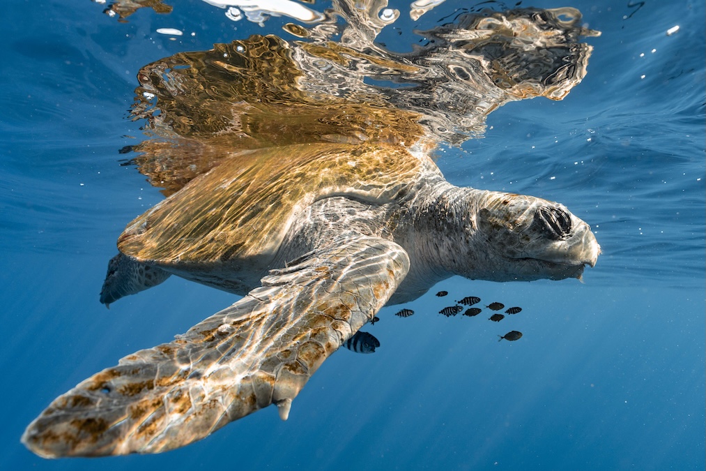 Close-up of a sea turtle swimming just below the clear ocean surface with water reflections