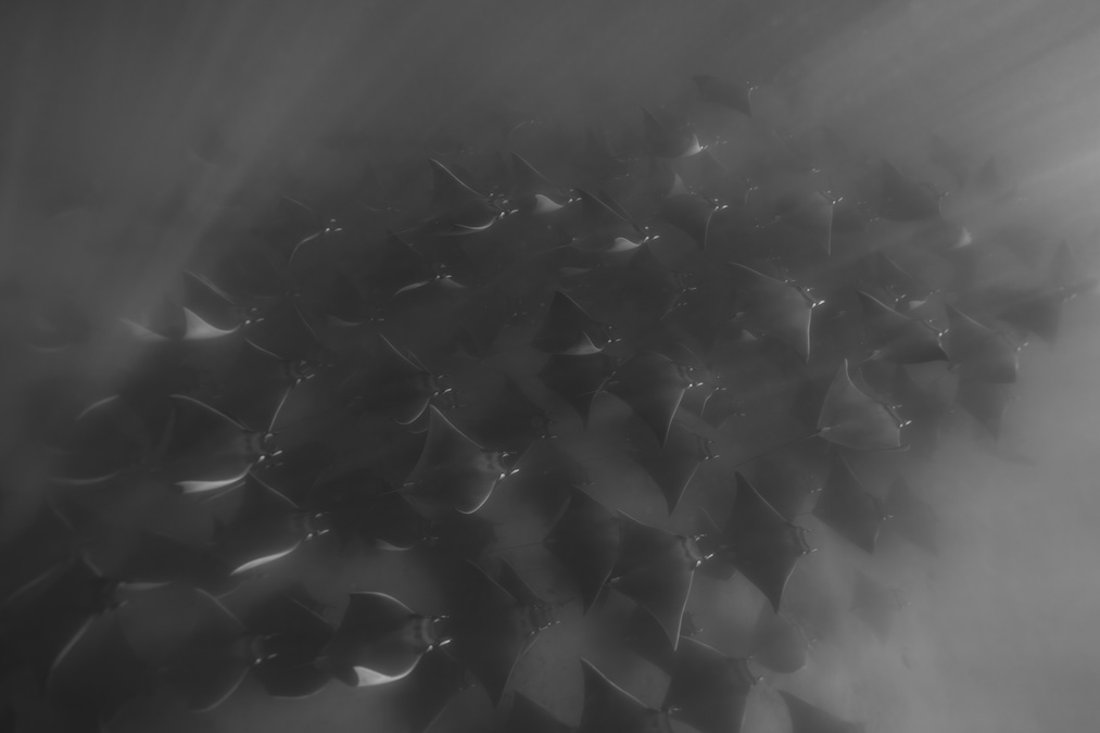 Black and white underwater photography of a large school of mobula rays swimming in formation