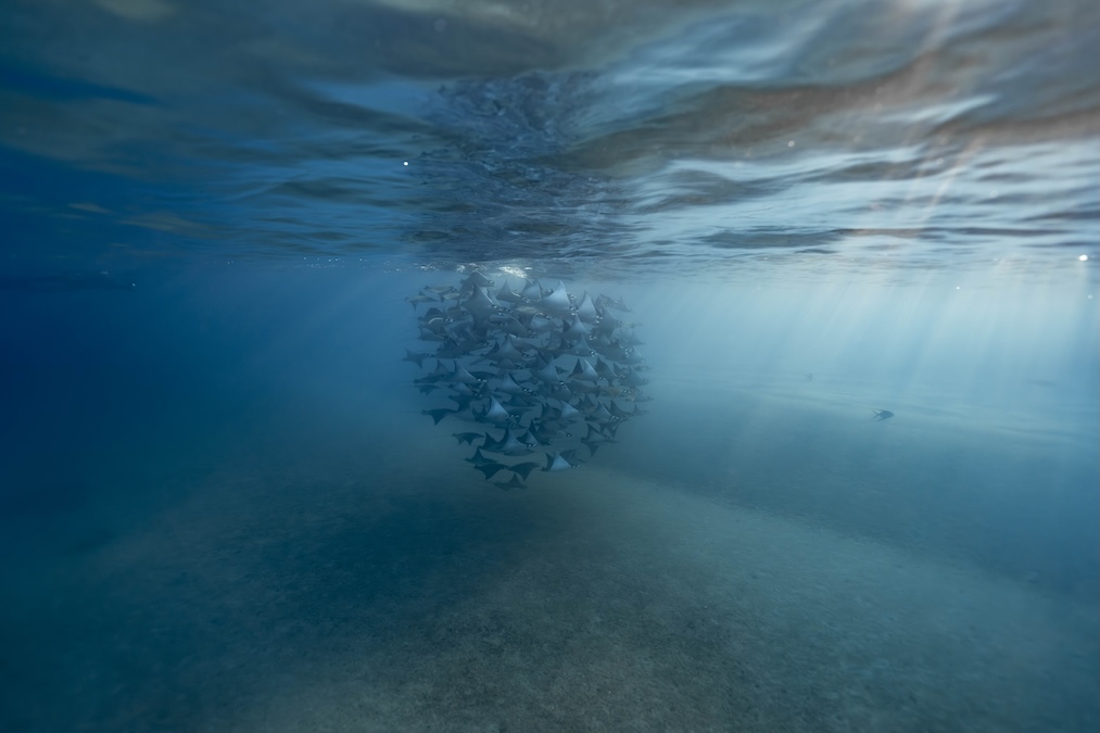 Tight circular fever of mobula rays swimming in the blue ocean illuminated by sun rays