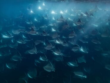 Massive, dense school of mobula rays swimming together in vibrant blue ocean water