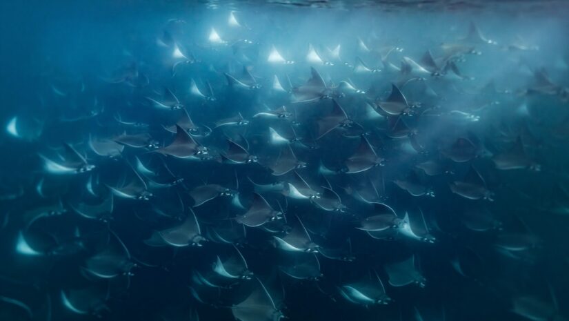 Massive, dense school of mobula rays swimming together in vibrant blue ocean water