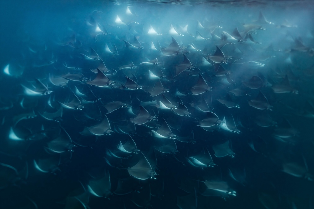 Massive, dense school of mobula rays swimming together in vibrant blue ocean water