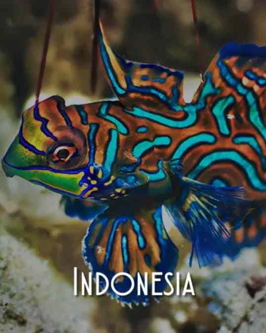 Indonesia