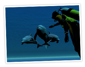 Diver Touching Dolphins